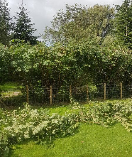 Hedge Cutting 1