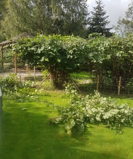 Hedge Cutting 2